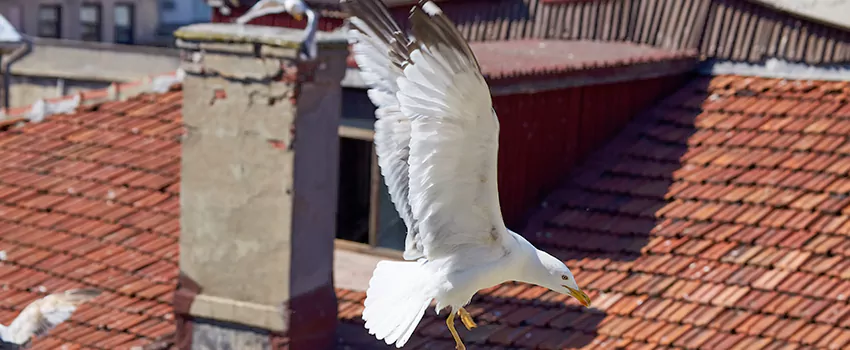 Residential Chimney Animal Removal Solution in Laredo, TX